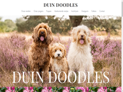 2026 aankom australian behandel best breng broertjes contact crer dag de del dier dierenvri dochterteam doodl doodle-vri doodles duin eenvoud elk ergen ernar ervar familie fok fokker gastgezin gedeeld geleg gelukk geniet gerust gesocialiseerd gezin gezinn gezond goed grep grot heerlijk help hen hond huiselijk ieder informatie inschrijv jacquelin jar jarenlang jongen jou jouw kennis kijk klein labradoodles liefdevol mak mandy meid missie moeder moeder-dochterteam mooi nederland nem nestjes omgev onszelf ontdek ontmoet onz organiser pass passie perfect prachtig pupp puppy s sam speciaal strev terug thuis tijd uniek verzorg vind vooral vreugd vriend waarom wacht wandel warm we welkom wer wereld wij will wissel zien zowel zusjes