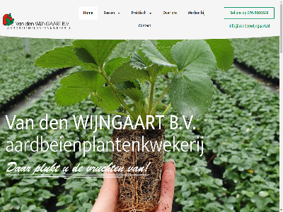 -5600628 076 1985 2002 2024 21 24 4851 aardbei aardbeienplant aardbeienplantenkwekerij aardbeienplantjes aardbeienproducent aardbeienrass afbeeld algemen allerhand b.v bedrijf begon bekijk bel bestel bestell binn contact cookieverklar den ervar facebok forward frambos framboz frambozenrass gemaakt gewon go hom info@vandenwijngaart.nl informatie interes jarenlang jouw klar klein klik kop kunt kwekerij les linkedin mailbox menu middelgrot nem offert onz opgericht overgenom particulier plant plantschema praktisch privacy producent rass sk snel soort sorter stan strijbeekseweg teelt uitgegroeid uitlever ulvenhout uur verklar vermeerder verschill volg voordel voorwaard vrag vrijblijv war websit werk wij wijngaart