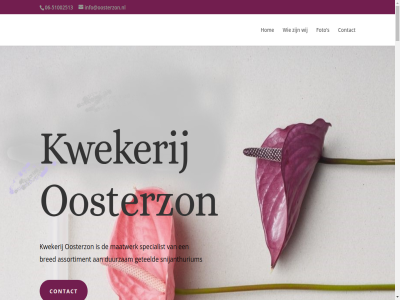 -51002513 06 15 1928 2 2001 2018 3 4 af all ander anthurium assortiment bedrijf bestat blitz boeket bred broer contact dag direct directie duurzam foto gelijktijd gert gestart geteeld gevestigd groent hom info@oosterzon.nl informatie klein klik koel kou kunt kweker kwekerij lang lat link locatie maatwerk marco meegemaakt minimal moerkapell mogelijk momentel onderwerp onlin ontstat onz oosterom oosterzon opa plat plek plezier recht rond s schad sind sit snij snijanthurium specialist stan stel stukj teelt tel temperatur theo tip verhuiz verkop verschill verver verzorgingstip voorbehoud water webdesign webshop wij www.anthogether.nl zet zonlicht ºc
