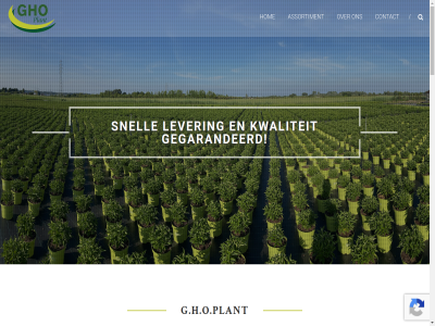+31653788472 0 09156955 11 2 20 2026 3 4041cz aanbod actuel adres afhaalcentra assortiment bedrijf bemiddel bericht beschik binn by complet contact containerveld content copyright daarnaast dagelijk dijk ede email ervar even exporteur floriday g.h.o.plant gedetailleerd gegarandeerd gegeven gehel gerust gespecialiseerd ghoplant grag grond groothandelsbedrijv haagplant hectar himalayas hom hovenier hydrangea info@ghoplant.nl inmiddel interes jar kester klant klik krijg kvk kwaliteit kwek kwekerij lever locaties nam nem nieuw nummer omvat onderwerp onz opkwek overzicht paniculata powered professionel ruim s samenwerk siergrass sierheester sierteelt skip snell soort stan stat telefoonnummer them themegrill to tuincentra varb veiling verschill verstur volgend voll vrag we webwinkel wij woord wordpres