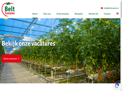 06 2017 234 255 285 49 507 99 aangeslot afhal afsprak assortiment b.v bedrijf bekijk belangrijkst belast belt bestred biedt binn biologisch bred buitenland consument contact contactinformatie cooperatiev daarnaast den ding disclaimer duurzam eigenschapp erkend ervor fruit gehoud geleverd gerust geteeld glas gmo groen grot grower handelshuiz hierbij hom huisverkop ijsselmuid info@belttomaten.nl informatie inlogg innovatiev inten inzet jaarrond jacob kass klant klas koekoekspolder koper kort krijg kunt kwalitatief kwaliteit kwekerij les lijn link locatie locaties logistiek los maakt manier milieubewust min modern mogelijk mooi natur nem nuttig onduid ontheff onz opnem oxin parallelweg passie personel plag plat privacyverklar product recept rechtstrek restwarmt sind smak snijtomat snoeptomaatjes strom tel teler telerscooperatie telersveren tomat tomatenkwekerij trostomat tuindersweg tuss u.a vacatures ver verkop verwarm vijand vindt vollegrondsgroent warmtepomp we welkom werk wij wijz wilt www.oxin-growers.nl ziekt zorg zovel