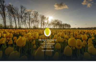 +31 -830255 0 1920 2211 252 346 b.v bulb concept export flower herenweg info@bulbconcept.com international noordwijkerhout vg