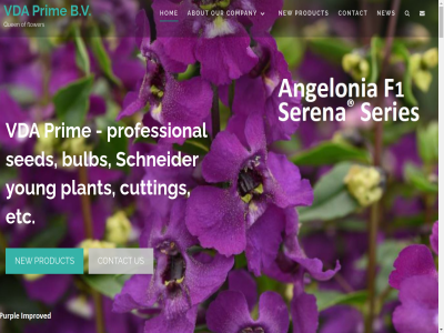 1419 20 2020 6546ph a about account admir agree agreement all also alway an and and/or annual approach are assuranc attractiv availabl awar b.v be beacon becaus begonia below best big blue brand bred breeder broad bulb by can choices col colorblom company competitiv contact container content copyright cornuta countries croma cultur custom customer customer-friendly cut cutting dark deliveries delivery design different difficult directly distribution distributor dye eastern easy efficient email etc european eustoma excellent exclusiv eye f1 fast fill fir flexibl flower for form friendlines friendly from fully gerbera god gren groovy grower grown growth guarantee guarantes habit has hav help highest highly holiday holland holtgensbroek hom impatien improved includ information internet into it kazachstan kazakh kazakhstan kep knowledg languag latest leading leaf lemon limbo lines lip local low loyalty mad mak many messag mixtur mor most nam ned netherland new nijmeg nonstop offer offic official only opera opportunities optimal orchid order origin original our pansy partner perennial period personal petunia picotee pink plant pleas policy prices prim privacy product professional program provid provides public purpl quality queen rang red region reputabl requirement restricted right schneider sealed season sed selection sending series servic shock short skip smartcat som species specific subject sunday suprem syngenta tak than that the times to traceabl trend trilogy turbo tye typ us valued variety vda vdaprim vein very via viagro viola wav we whit wing with work you young youngplant your