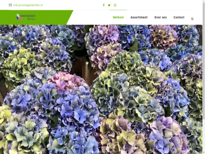 2023 adres all assortiment bv contact e hortensia hydrangea i info@nooitgedachtbv.nl k l n nooitgedacht r reserved right snij snij-hortensia topkwaliteit welkom