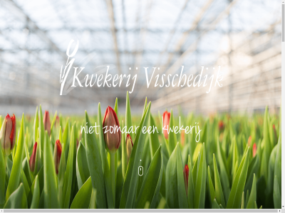 00 0547 09 17 24 29 32 7 7495 adipisc ambt amet consectetur contact dapibus deld dinsdag dolor donderdag elit gastvrij geslot hom ipsum kwaliteit kwekerij leo lorem luctus maandag mattis nec onz openingstijd pioenroz platenkampsweg pluiscchrysant product pulvinar ra s sit snijhortensia telefon tellus tulp twent ullamcorper uniek ut visschedijk vrijdag welkom woensdag www.kwekerijvisschedijk.nl zaterdag zomar zomerbloeier zondag