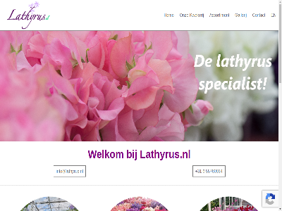 +31 1433 1992 2026 22 32 41 55760884 6 70 aalsmer aantal adres all ap assortiment b.v basis bedrijf bent bestat bloem bloemenveil contact copyright del dubbelkleur e eeld facebok floriday galerij gallerij gat geschiedenis gespecialiseerd geveild geverfd goed grootst grotendel hart hel hom impressie info@lathyrus.nl informatie instagram kijk klant kleur krijgt kudelstaart kunt kwaliteit kwek kwekerij lathyrus lathyrus.nl lever liefst mijnsherenweg naaldwijk natur nederland ongever onz overzicht plantion procent rechtstrek rijnmas rijnsburg sfer sind sit soort t tel terecht toepass topkwaliteit vanweg veiling veredel verkocht verkoopt verkop verkrijg vermeerder verzorg via vind vindt we welkom wereld wij zaai ziet