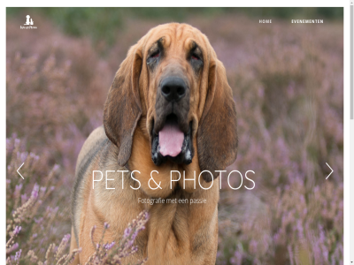 2020 aai ander band bol bos chihuahua den dier dik dog email even evenement fotografie fotoshot geduld genoeg gewon grag hecht hom iederen info@petsenphotos.nl interactie jij jullie knuffel kom lang leg len leuk maatj men misschien moment mooi nem ontstan park passie pet photos plan plezier puber puppy rond sam spel sport strand tijd tuss vast verschijn vind vivian vriendschap wandel we wel zie