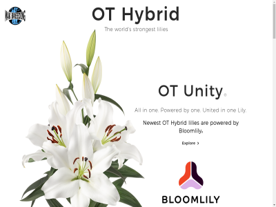 2023 all are b.v bloomlily breeding by disclaimer explor hybrid lilies lily mak newest one ot powered reserved right s strongest the united unity world ⓡ