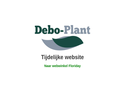 boston by contact debo debo-plant design eig gedistribueerd hel hoek hom nederland nephrolepis parfuflora plant product reclam streptocarpus transport veiling via