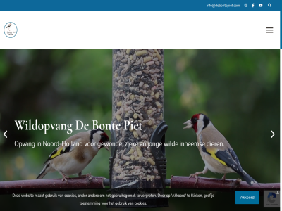 00 0229 06 09 1 12136817 16 1679 30 32 4 41235360 591856 a aangemerkt aangeslot adres akkoord algemen anbi beogend beschermd betal betekenisvoll binn blijf bont broerdijk browser buit bv by contact cookies dag dier dierenliefhebber dierenopvang doe doel does donateur e e-mail educatie eenmal elk gebruik gebruiksgemak gef gekom gevond gewond gift gk groep holland hom hoogt html5 ideal info@debontepiet.com inhem instell jar jij jong klik kvk les locatie maakt mail manier maximal medewerker media midwoud mogelijk nam nederland nieuwsbrief noord noord-holland not nut ontwikkeld onz openingstijd opvang overweg per piet presentatie problem regelmat schrijf social spoed stag stageplek steun support tijden tijdvooreensit toestemm uur vang vergrot verschijnt verzend verzorg video websit wet wij wild wildopvang won x your ziek zoek