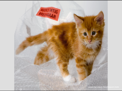dierenfotograf hannek lunter zwoll