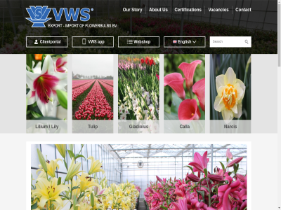 +31 0 1.2248764038086 1721 226 3 331050 about and app b.v broek bulb by calla certification ch clientportal cms contact created dat disclaimer english event export flower flowerbulb forcing from gladiolus holland import info langedijk lilium lily media mor narcis netherland our powered privacy randweg read sales@vws-flowerbulbs.nl shark social statement stay story term the to top trader trefnet tulip up us vacancies vws webshop westelijk