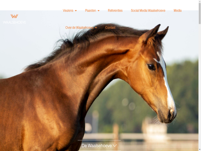 +31 0 11 12 14 2009 2017 2022 2026 23 29 38 3999 40 50 54 6 84 aantal afgelop amateur ave basis bedrijf bekijk benedeck best beweg bewez bewust bezig bloedlijn bos bron buitenland by communicatie competitie contact cup ded doorlop dracht drachtig dressur dressuurpaard dressuurtalent duidelijk eerst eis elit elk engel english erkend ervar excellent februari felitchy femmyra fijn final fod fok fokkerij fokmerrie fokmerries fokproduct fokprogramma fokt geboort gefokt geinteresseerd gevestigd gewild ggk grand hengstenkeuz hexagon hierdor hoefslag.nl hoogt hor horsefod houd informer inmiddel jaarlijk jan jar jarenlang juni kanal karakter keur komt kop krijg krijgt kwaliteit kwpn laatst leerbedrijf ler les licht lop luxuriouzz maakt mad mazzimo media mee meerder merrie merries missie navigatie nederland nieuw nieuwsbrief nt olympisch ontvang ontwikkel onz opvoed paard pachl perfect plat plomp privacyverklar prof professionel referenties rijd rok rondom ruim selecties sit sitemap social speerpunt sport sportgen sportmerrie stag stagiaires stam streng subli succes succesvoll super t talent team terug thuisbasis tour training trot tull uitzonder utrecht v v/d vanaf verkop veul veulen via vijfjar vind voet volgt voll vr waalsehoev waalseweg waalshoev waarom wal war webdesign weekend wendy wendy_plomp@hotmail.com wij winnar wint with won yoeki zer zorg zus